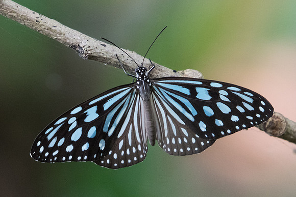 Ideopsis similis persimilis-2836 - Koh Samui - 19/03/23
