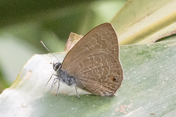 Anthene emolus-2286 - Chiang Dao - 19/03/25