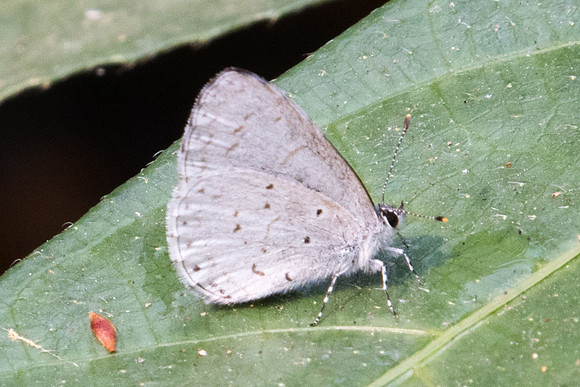 Udara dilecta-0045 - Doi Suthep - 7/03/23