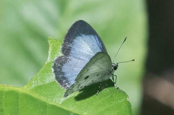 Lestranicus transpectus -1511  - Chiang Dao - 14/11/23