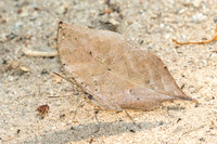 Kallima incognita-6533