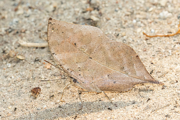 Kallima incognita-6533