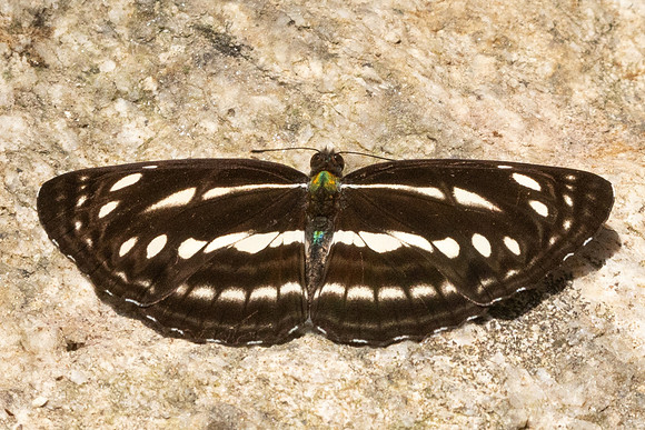 Neptis nata-3623- Huai Sai Lueang Waterfall (1040m) - 23/03/25