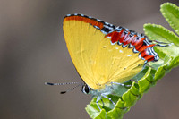 Heliophorus epicles-5568 - Doi Inthanon - 24/03/24