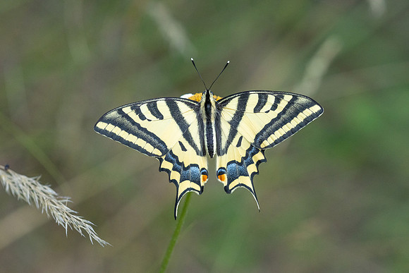 Papilio alexanor-2711