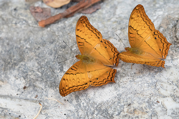 Vindula erota-1103 - Doi -Suthep - 13/11/23