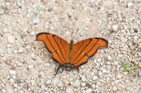 Marpesia petreus-1760