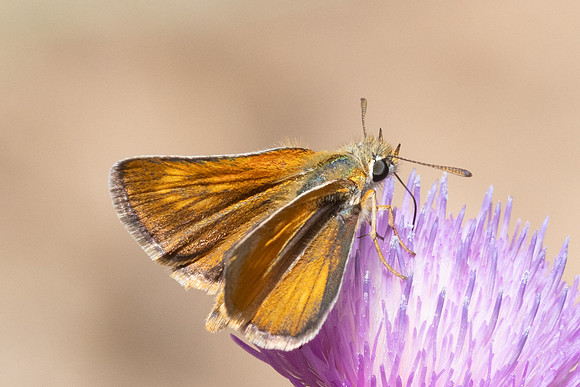 Thymelicus acteon-9073