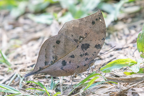 Kallima incognita-2197 - Chiang Dao - 15/11/23