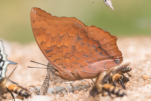 Charaxes aristogiton-9370- Chiang Dao  - 11/03/23