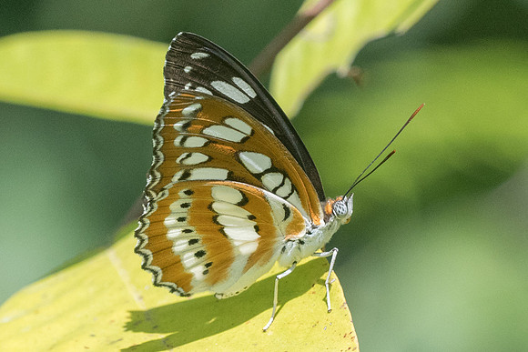 Athyma perius-2735 - Chiang Rai - 18/11/23