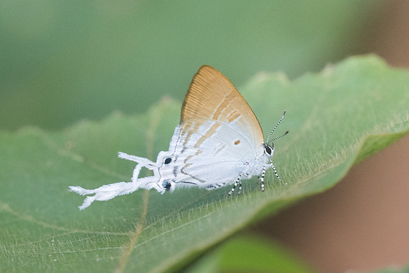 zeltus amasa amasa - 9695 - Chiang Dao - 14/11/23