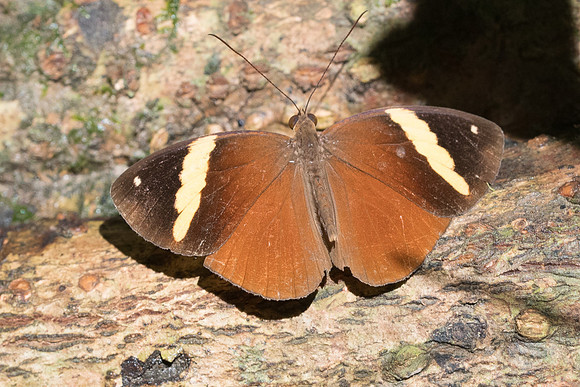 Xanthotaenia busiris busiris-7037 - Khao Phanom Bencha National Park -28/11/23