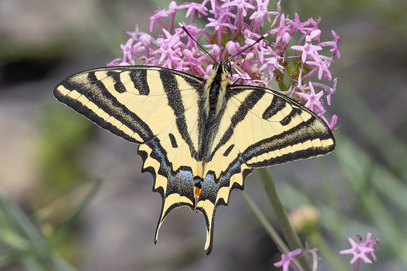 Papilio alexanor-0335