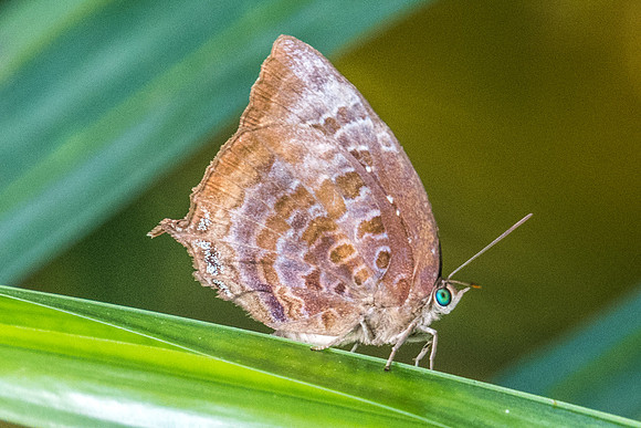 Arhopala centaurus nakula-2788- Koh Samui - 19/03/23
