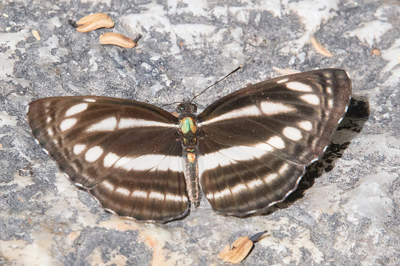 Neptis clinia-0920 - Doi-Suthep - 13/11/23