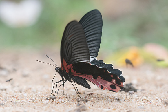 Papilio alcmenor alcmenor-5677 - Chiang Dao - 11/03/23