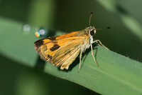Taractrocera archias -3761 - Chiang Rai - 21/11/23