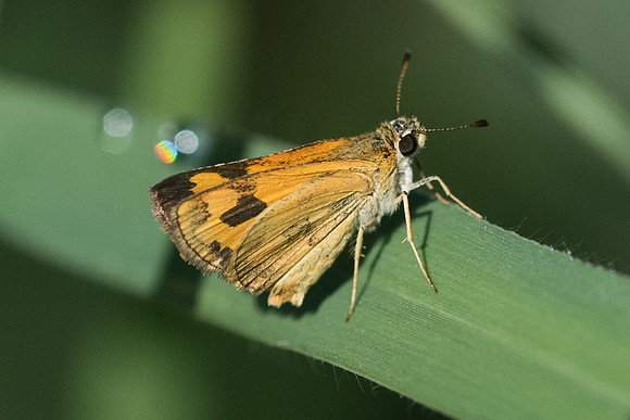 Taractrocera archias -3761 - Chiang Rai - 21/11/23