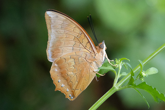 Charaxes sp-2026 -Chiang Dao - 18/03/24