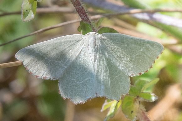 Thalera fimbrialis-2