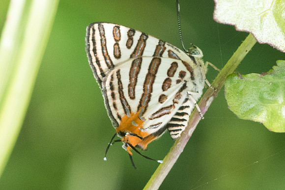 Spindasis syama terana -7620 -  Koh Samui - 16/03/23