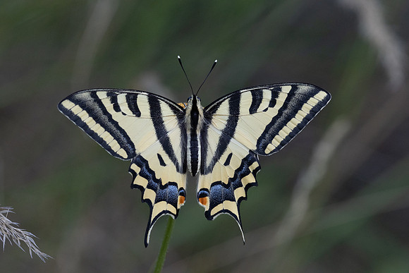 Papilio alexanor-2731