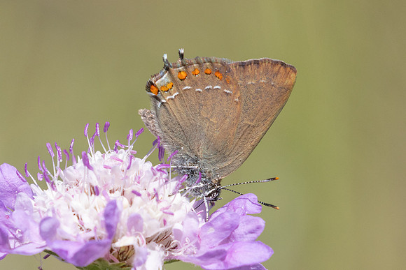 Satyrium esculi-7679