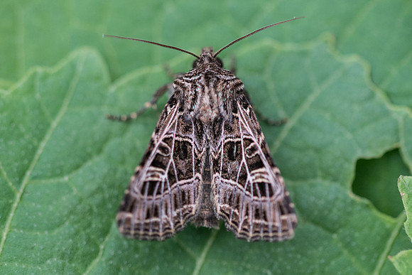 Anchoscelis lunosa-2304 - Entraunes