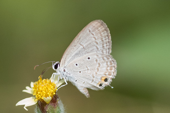 Euchrysops cnejus-4439 - Ancient City - 1/12/23