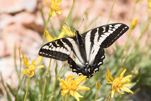 -Papilio eurymedon - 4939- 04062015