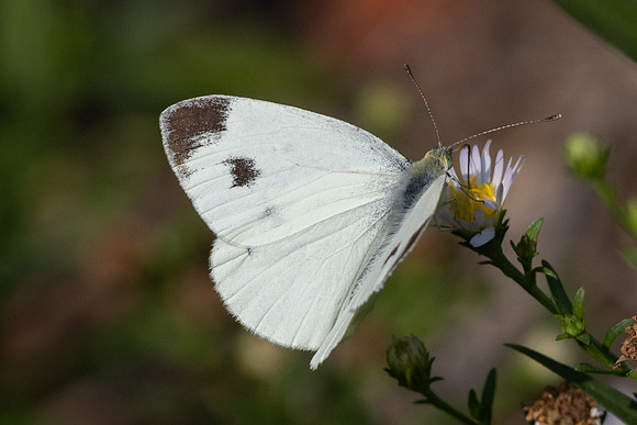 Pieris mannii - 9061 - Paris - 23/08/24