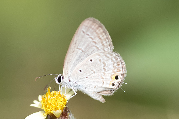 Euchrysops cnejus-4437 - Ancient City - 1/12/23