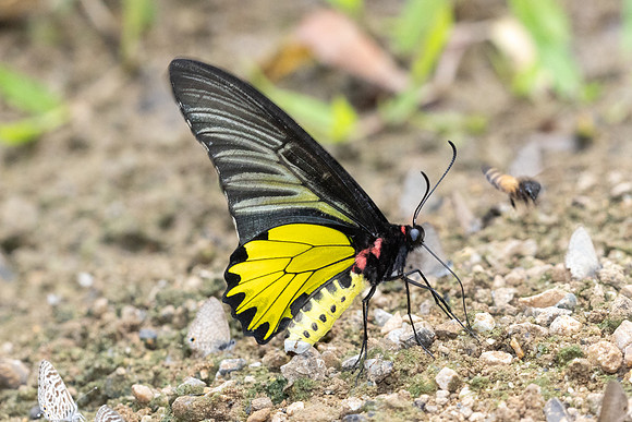 Troides aeacus-3969
