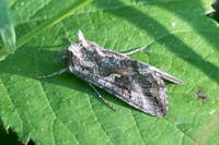 Autographa gamma 6205 - Lesigny