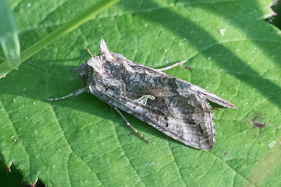 Autographa gamma 6205 - Lesigny