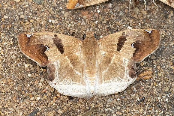 Odontoptilum angulata angulata-0670 - Chiang Dao - 16/03/24