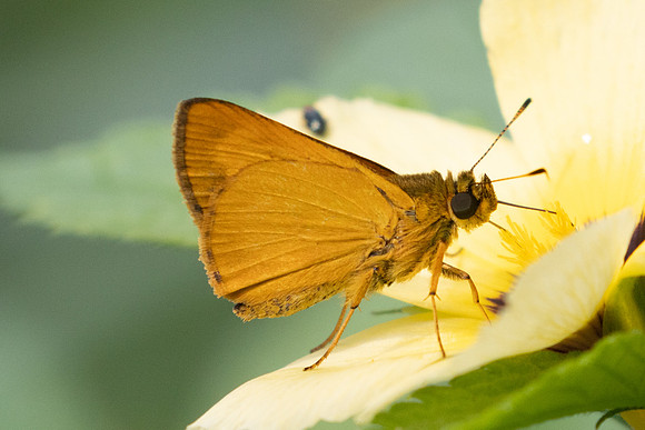 Corticea corticea-9784