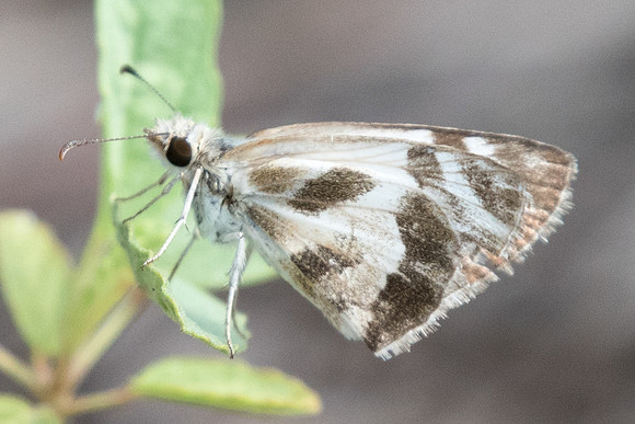 Heliopetes m. macaira-0608