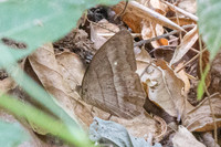 Mycalesis mnasides-1240 - Chiang Dao - 8/02/26