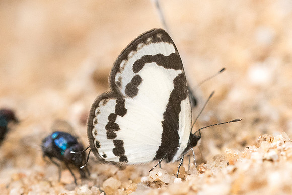 Caleta roxus-4936- Chiang Dao - 12/03/23