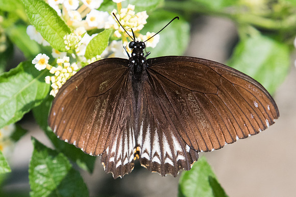 Papilio clytia clythia f papone-9346 Bangkok - 22/03/23