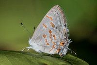 Ministrymon clytie-0815