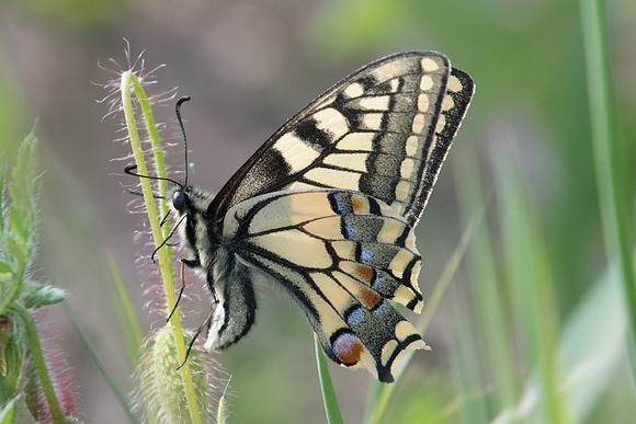 Papilio machaon-9421 - Amphipoli - 16/04/22