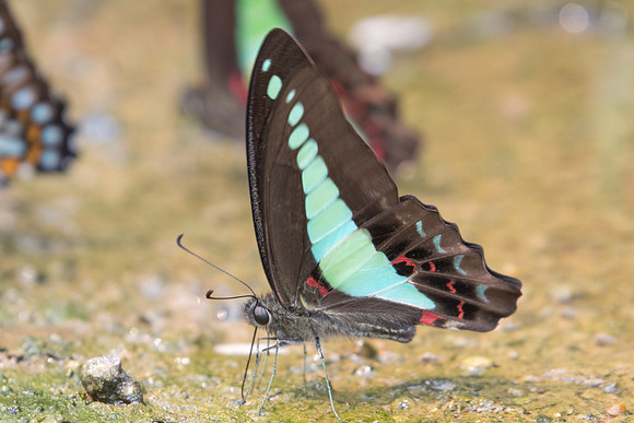 Graphium sarpedon sarpedon-2103- Chiang Dao  - 11/03/23
