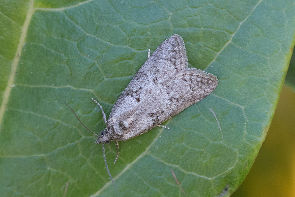 DSC_1627 18/04/21