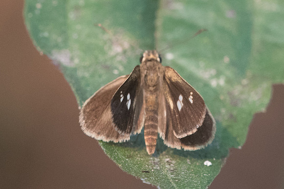 Suada swerga- 1795 - Doi Suthep - 8/03/23