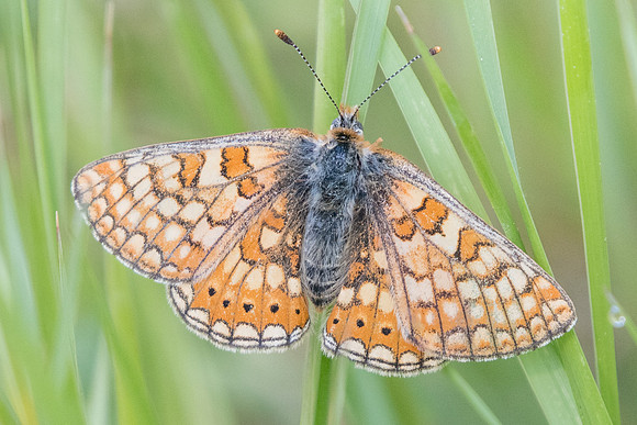 Euphydryas aurinia provincialis-2539 - Barjols- 18/04/19