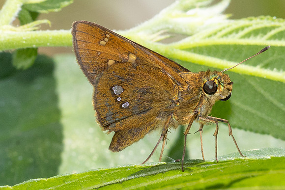 Zenonoida discreta - 5838 - Doi-Suthep - 25/03/24