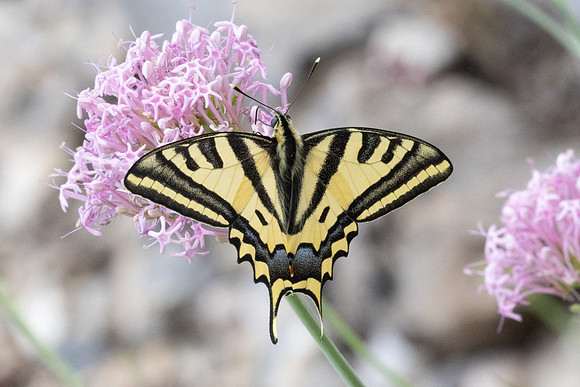 Papilio alexanor-0316